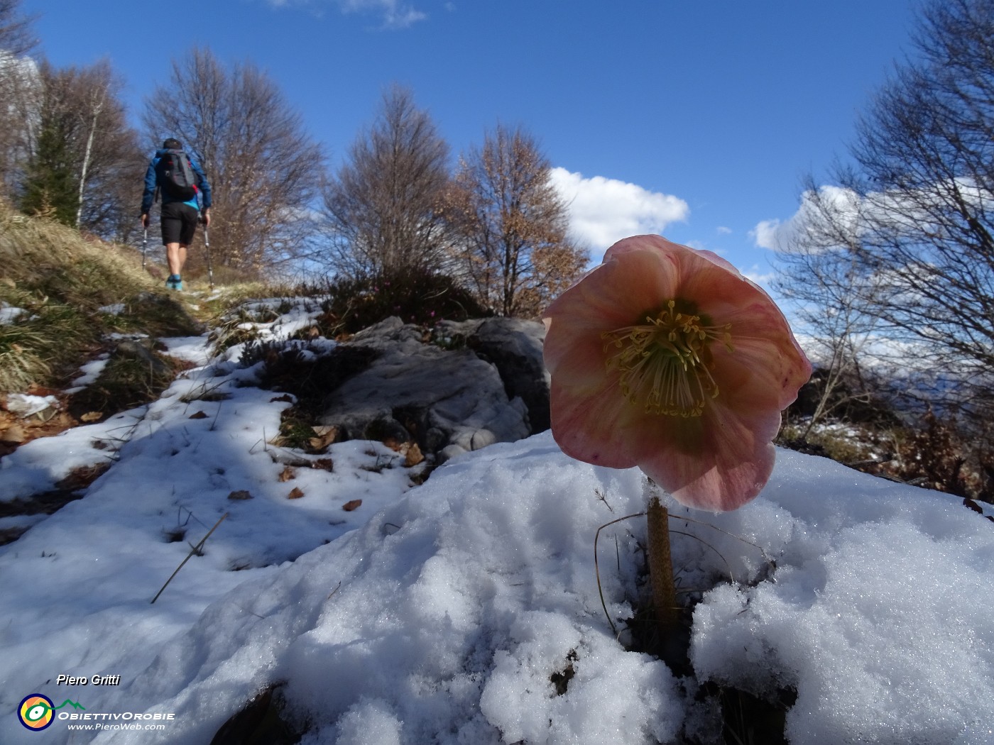 43 Helleborus niger (Elleboro) tra spruzzatina di neve.JPG